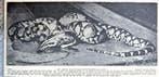 Artis 1919; de python voedt zich met dode duiven, Verzenden, Voor 1940, Gebruikt, Dier
