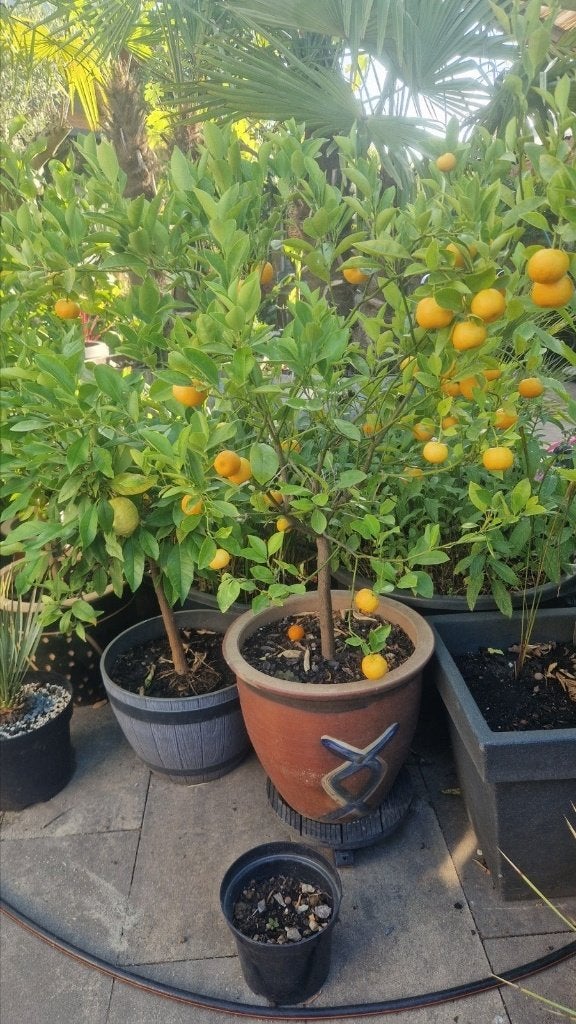 citroenplanten, mandarijnplanten en overige citrusplanten, Ophalen, Volle zon, Vaste plant, Fruitplanten
