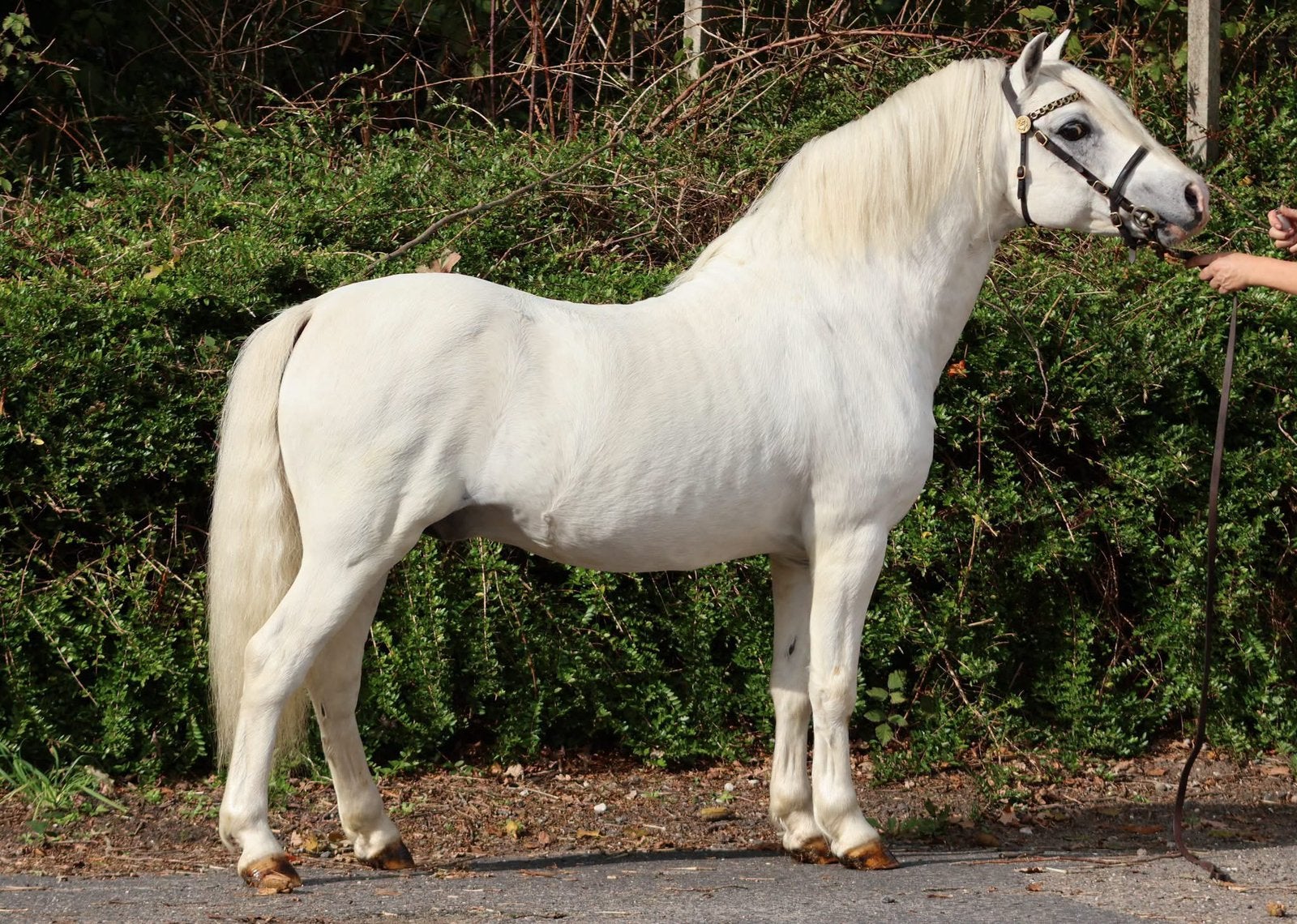 Vier goedgefokte Welsh pony hengsten, Dieren en Toebehoren, Hengst, A pony (tot 1.17m), 0 tot 2 jaar
