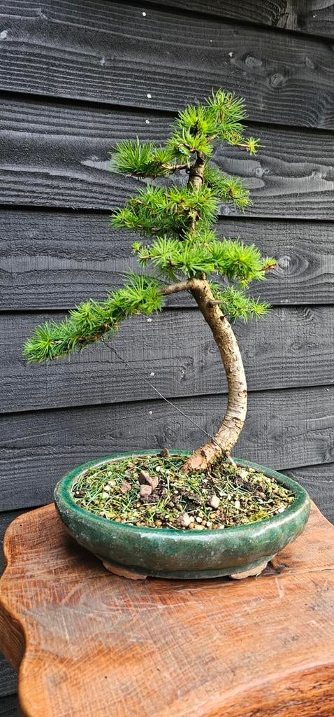 Prachtige Bonsai Larix Decidua, Tuin en Terras, Volle zon, Vaste plant, Bloeit niet, Ophalen
