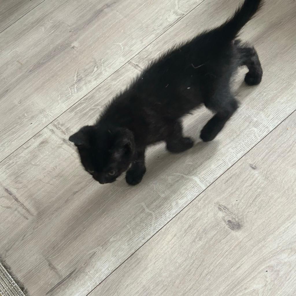 Lieve zwarte kitten mix siamees x birtskort haar, Dieren en Toebehoren, Meerdere dieren