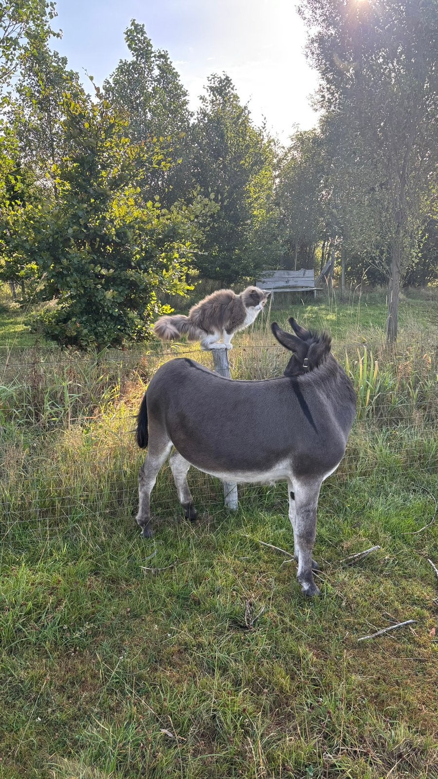 Ezel (Hengst), Juli, Mannelijk