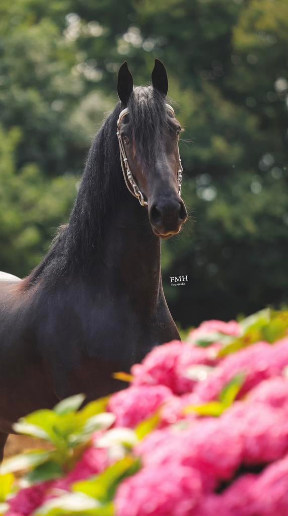 3 jarige Friese merrie te koop, Merrie, 160 tot 165 cm, Dressuurpaard, 3 tot 6 jaar