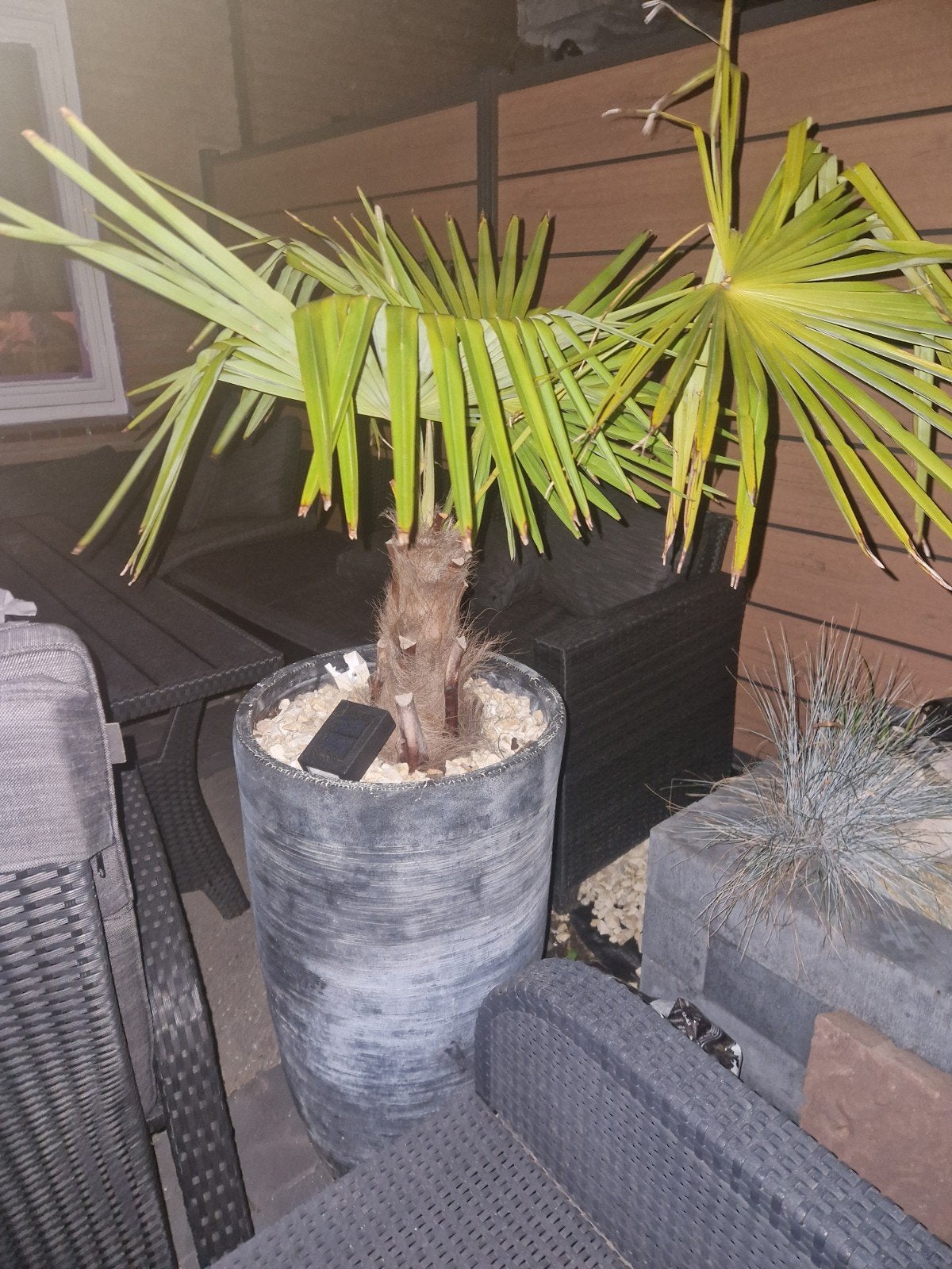 Trachycarpus Fortunei (Hennep Palm) in pot, Overige soorten, Volle zon, Vaste plant, Ophalen of Verzenden