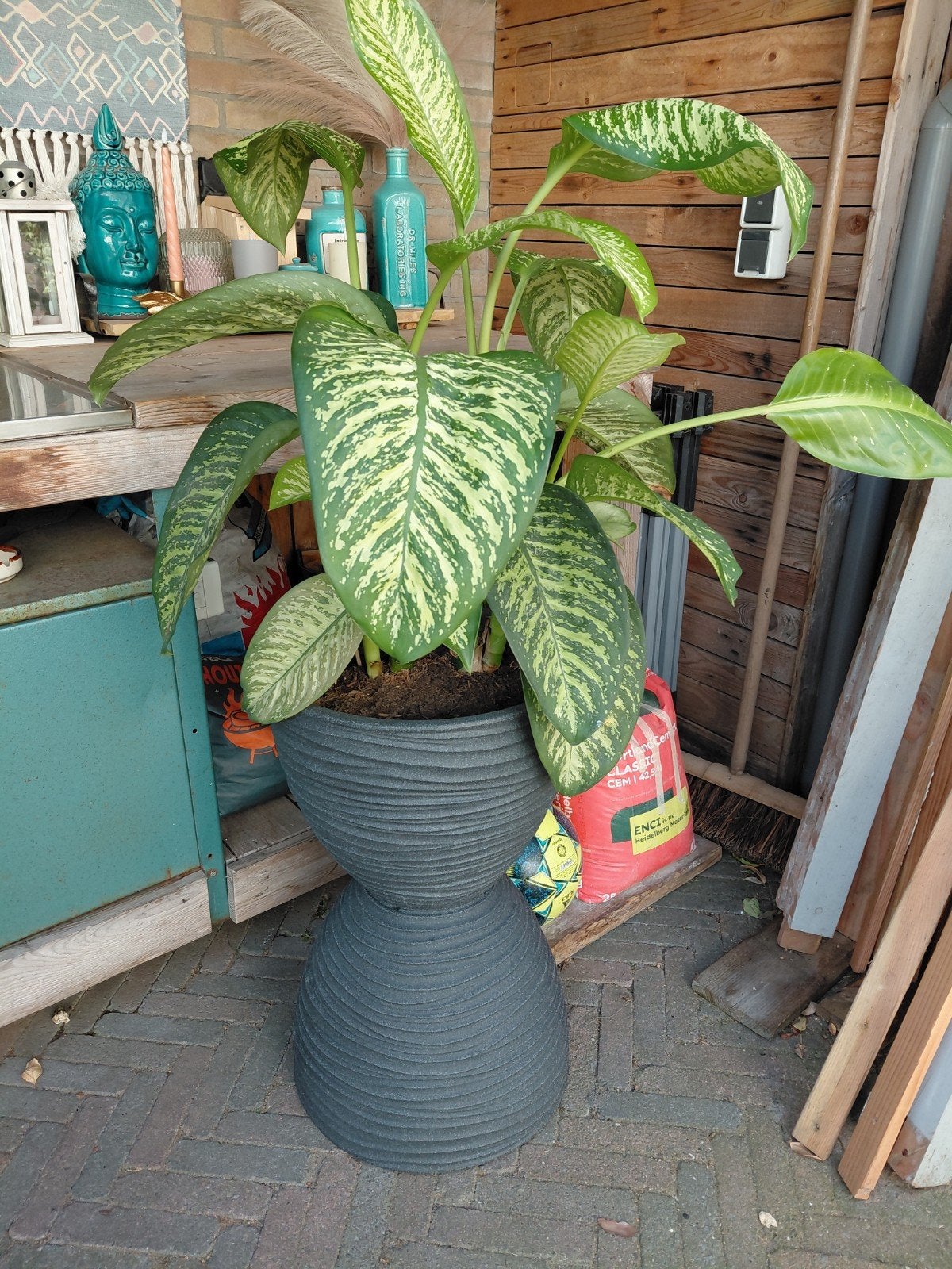 Grote Dieffenbachia plant van circa 1.40m hoog, Ophalen, Halfschaduw, 100 tot 150 cm