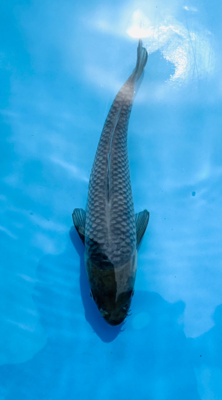 HQ Soragoi Tosai 23 CM, Dieren en Toebehoren, Karper of Koi