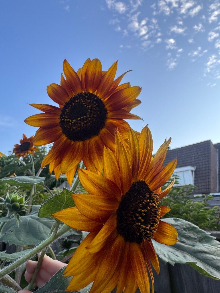 Zonnebloem 'avondzon' zaden, Tuin en Terras, Ophalen of Verzenden, Volle zon