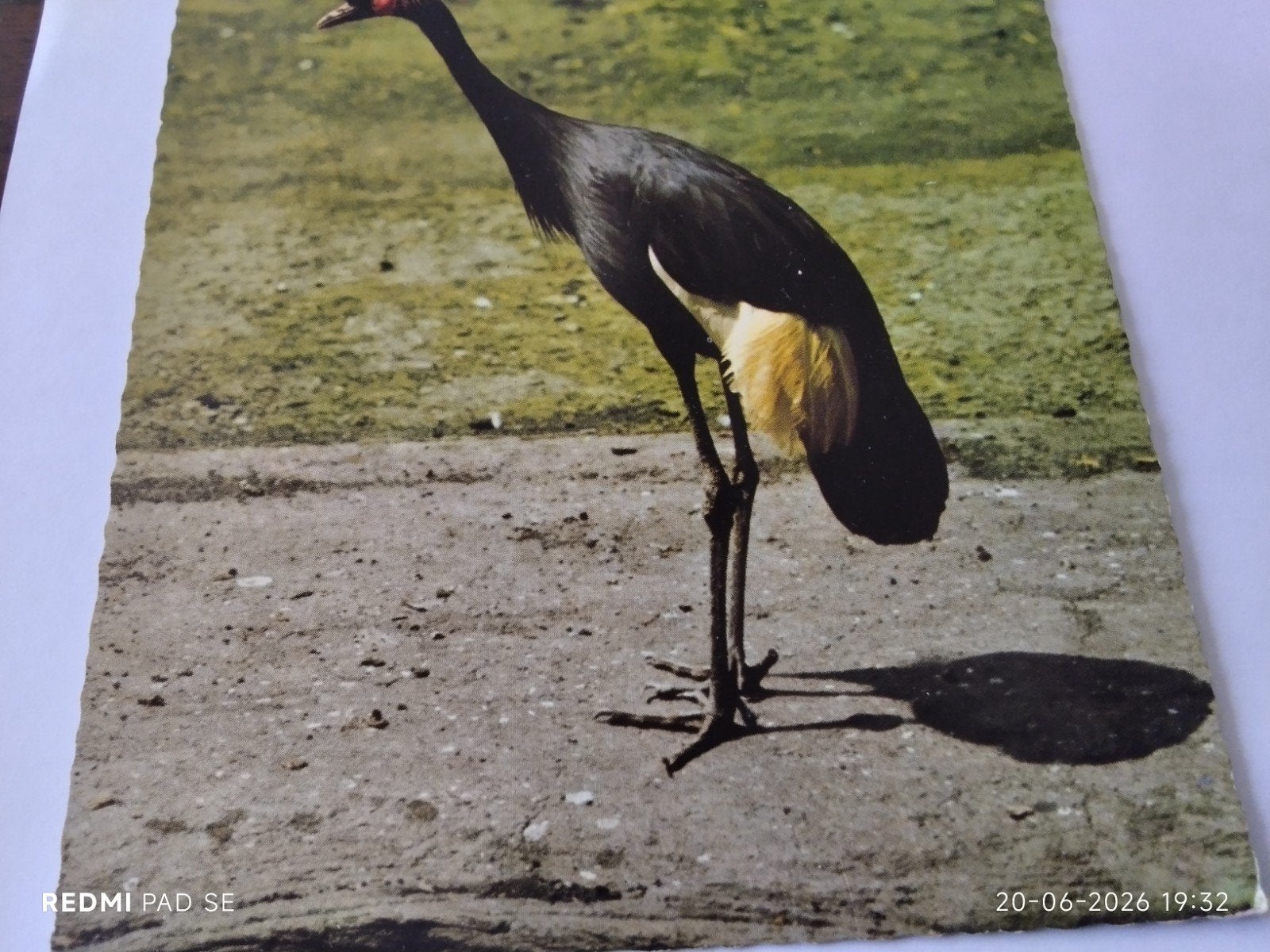 Kroon Kraanvogel - Vintage Ansichtkaart -, Ophalen of Verzenden, 1960 tot 1980, Ongelopen, Vogel