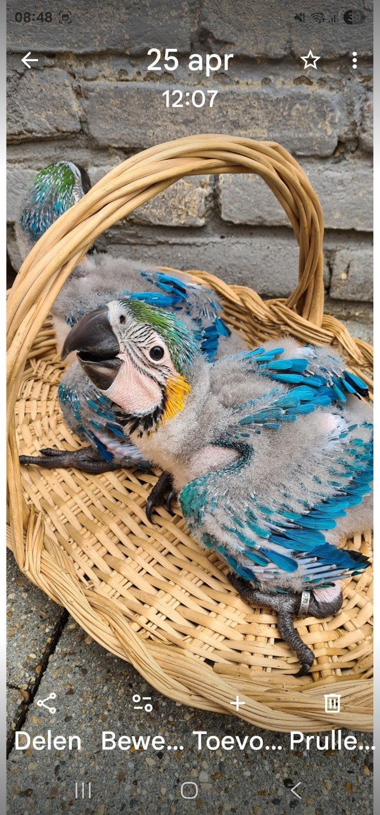 te koop blauwgeel ara, Geslacht onbekend, Papegaai, Geringd