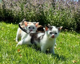 Lieve Europees Korthaar kitten, 1 poesjes, Meerdere dieren, Kortharig, 0 tot 2 jaar
