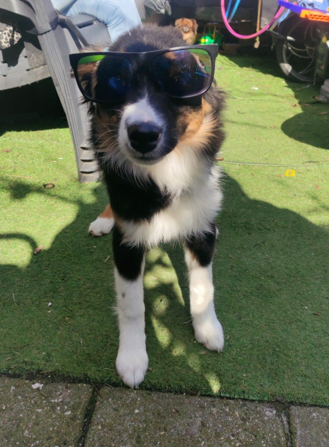 Aussie (australian shepherd), Dieren en Toebehoren, 15 weken tot 1 jaar, Teef, Parvo, Eén hond