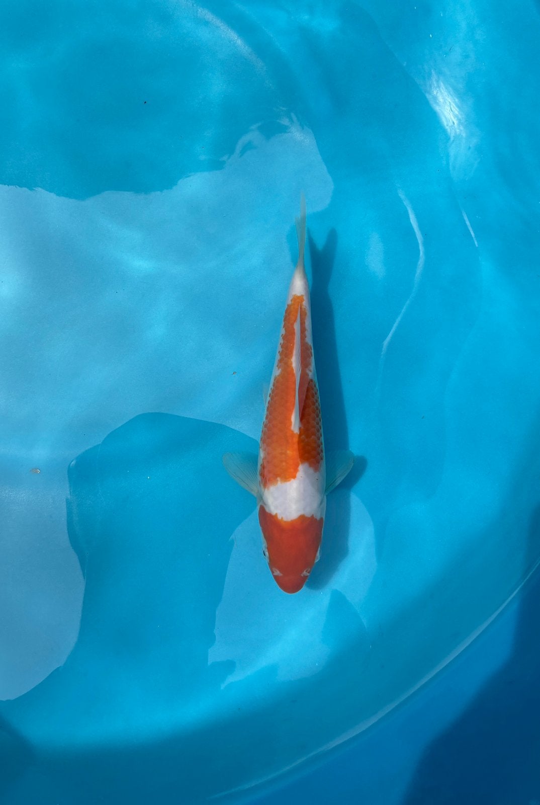 Tosai Kohaku Sakai Fish Farm Bloedlijn 23CM, Dieren en Toebehoren, Karper of Koi