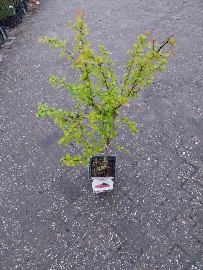 Crataegus Paul's Scarlet - Rode Meidoorn, Tuin en Terras, Overige soorten, Lente, 100 tot 250 cm, Ophalen