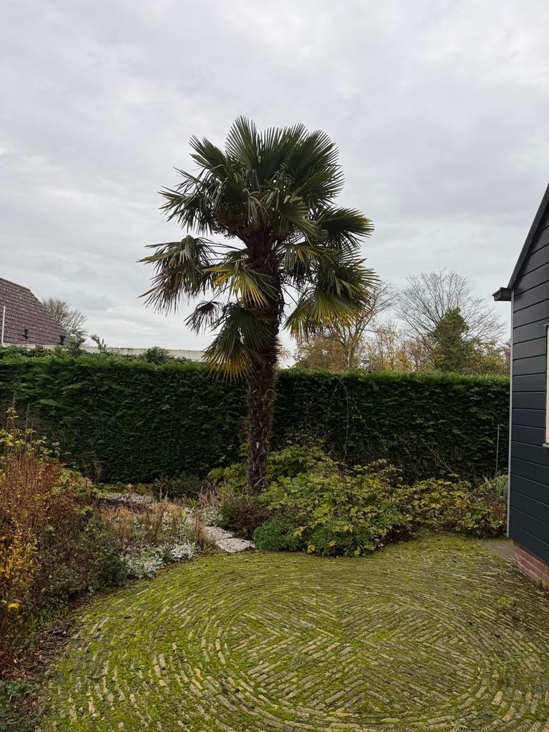 Twee grote palmbomen | GRATIS, Tuin en Terras, Volle zon, Vaste plant, Bloeit niet, Ophalen