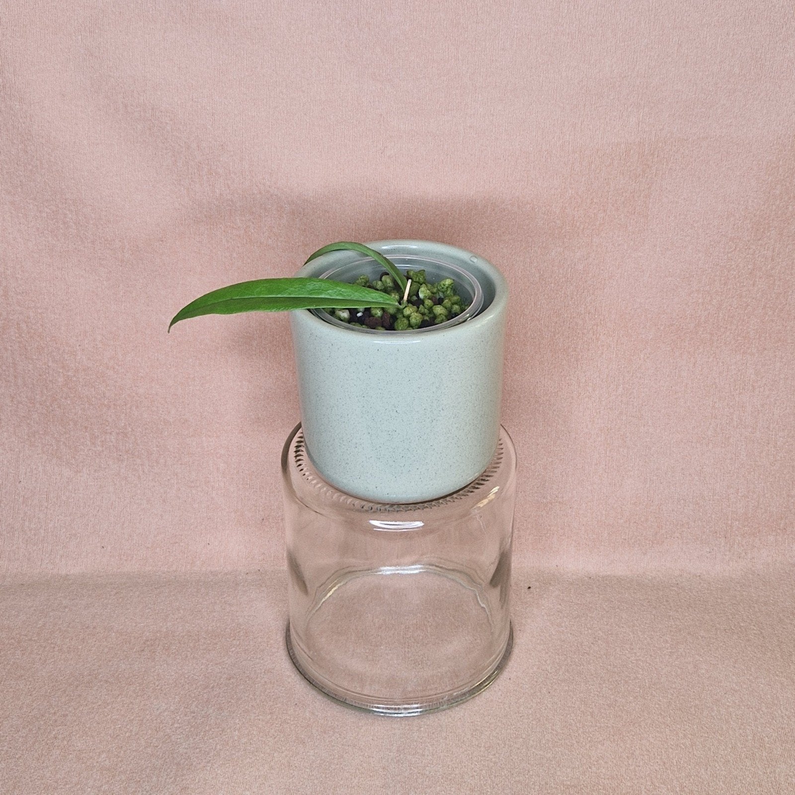 Hoya Paradisea 2, Huis en Inrichting, Verzenden, Overige soorten, Halfschaduw, Minder dan 100 cm
