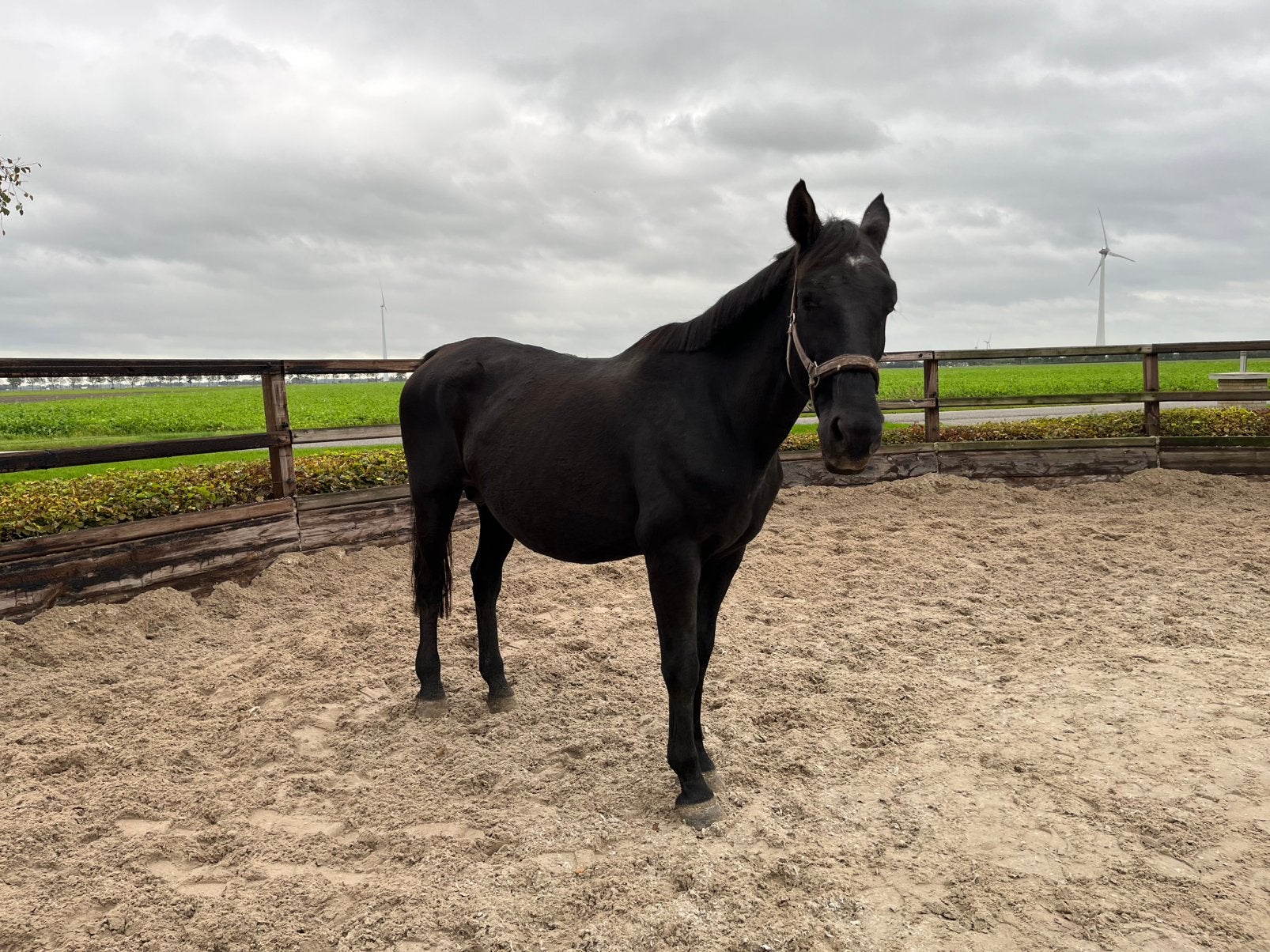 Coaching / weide maarje, Dieren en Toebehoren, Springpaard, Niet van toepassing, 11 jaar of ouder, 165 tot 170 cm