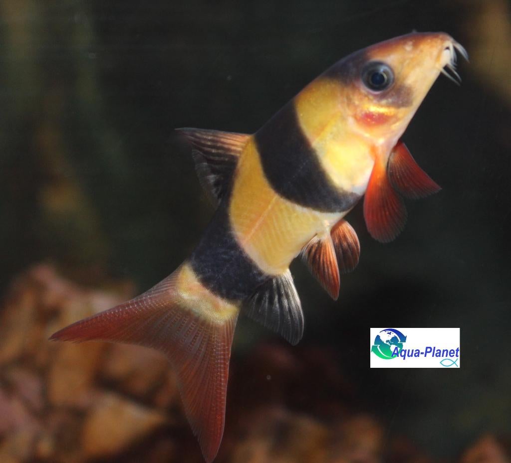 Clownbotia, Dieren en Toebehoren, Vissen | Aquariumvissen, Vis, Zoetwatervis, Schoolvis