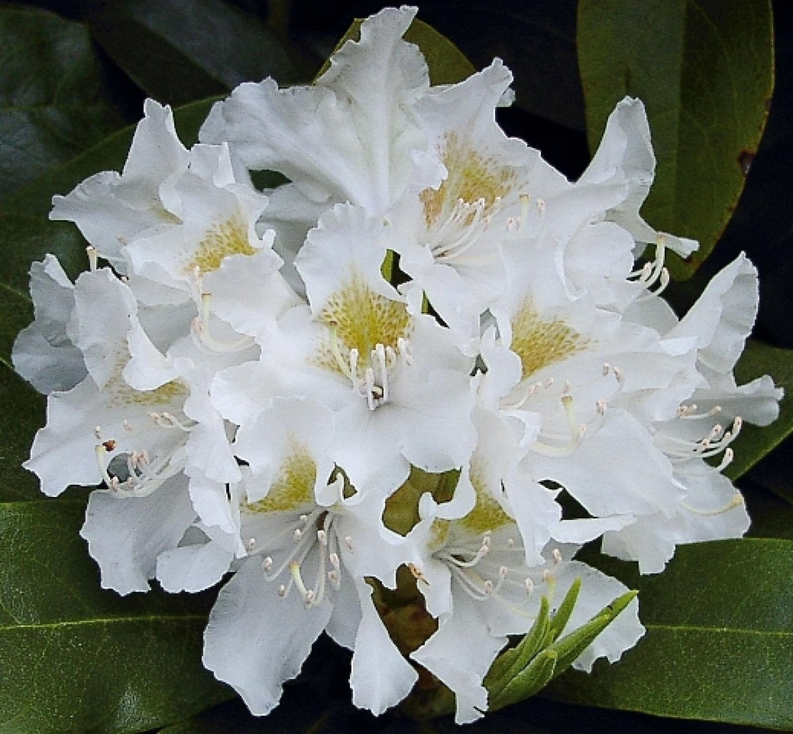 Rhododendron Cunningham White Solitair, Tuin en Terras, Planten | Struiken en Hagen, Ophalen, Rhododendron, Struik, Minder dan 100 cm
