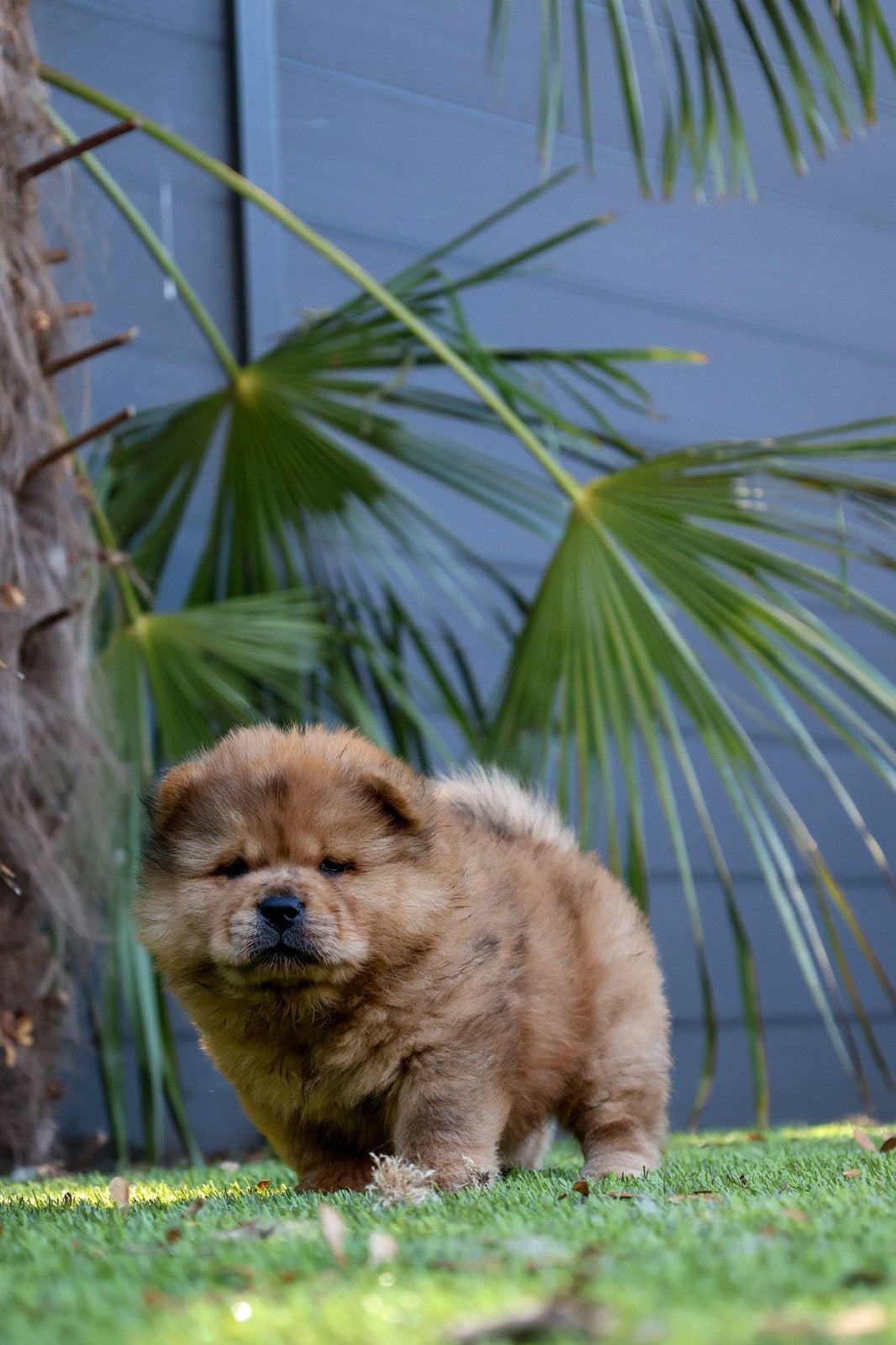 Chow chow pups (reutjes), Parvo, 8 tot 15 weken, Meerdere, Nederland