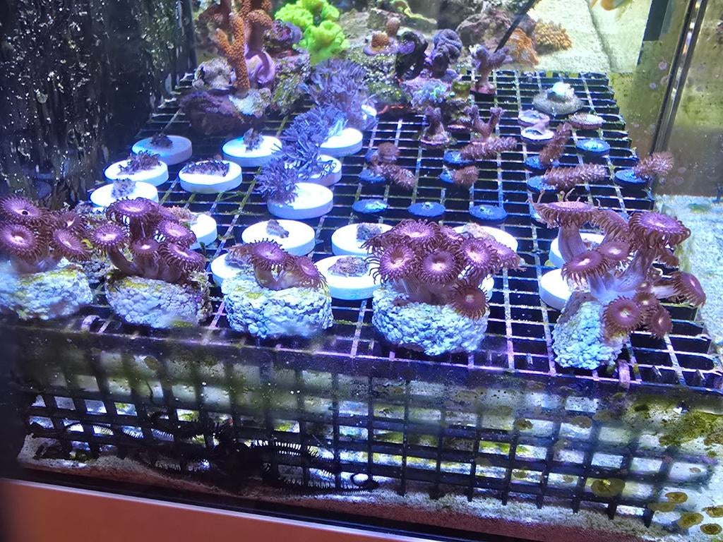 Zoanthus pink lady stekjes, Dieren en Toebehoren