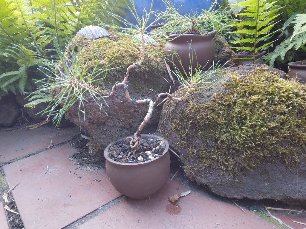 Bonsai, Bloeit niet, Overige soorten, Minder dan 100 cm, Ophalen