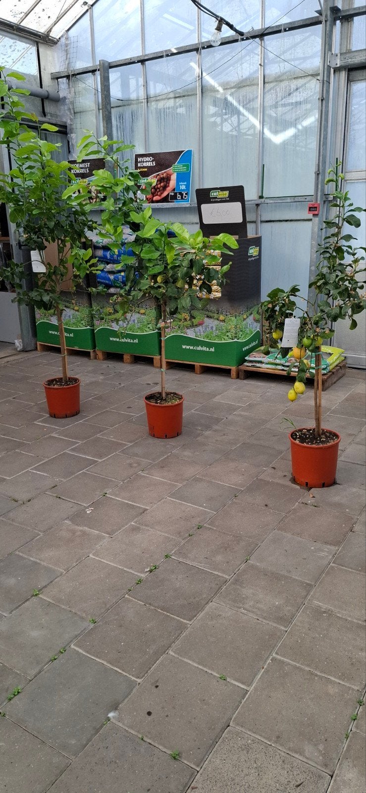 Citrus lemon citroen., Tuin en Terras, Overige soorten, 100 tot 250 cm, Zomer, Ophalen