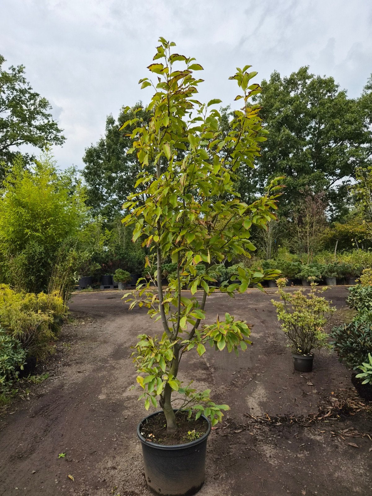 Magnolia Kobus XXL - Grote Japanse Tulpenboom, Tuin en Terras, Overige soorten, Lente, 250 tot 400 cm, Ophalen