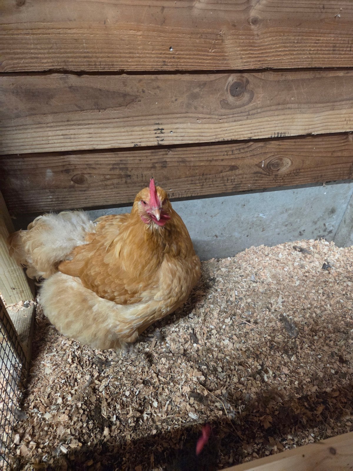 2 mooie orpington hennen, Dieren en Toebehoren, Ophalen of Verzenden