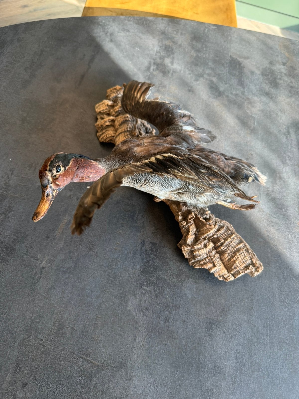 Wintertaling eend opgezet taxidermie, Ophalen of Verzenden, Gebruikt, Vogel, Opgezet dier