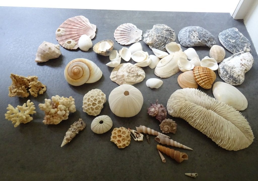 Prachtige collectie diverse schelpen en zeeschelpen, Ophalen of Verzenden, Schelp(en)