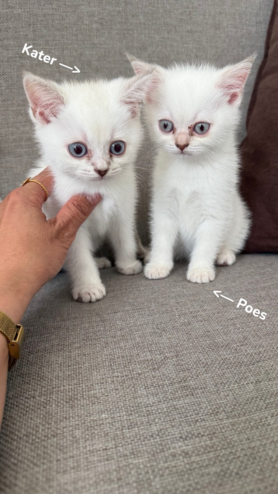Britse Korthaar Kitten, Dieren en Toebehoren, Katten en Kittens | Raskatten | Korthaar, Kater