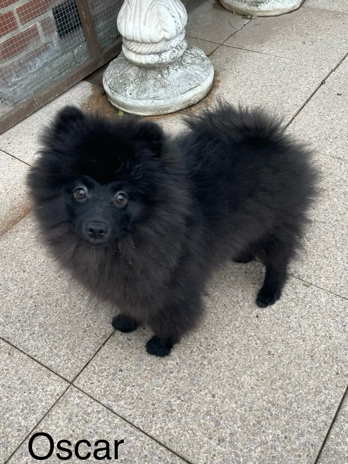 Nog 1 prachtige pomeriaan/dwergkees pup, reu.💙, Dieren en Toebehoren, 15 weken tot 1 jaar, Parvo, Eén hond, Nederland