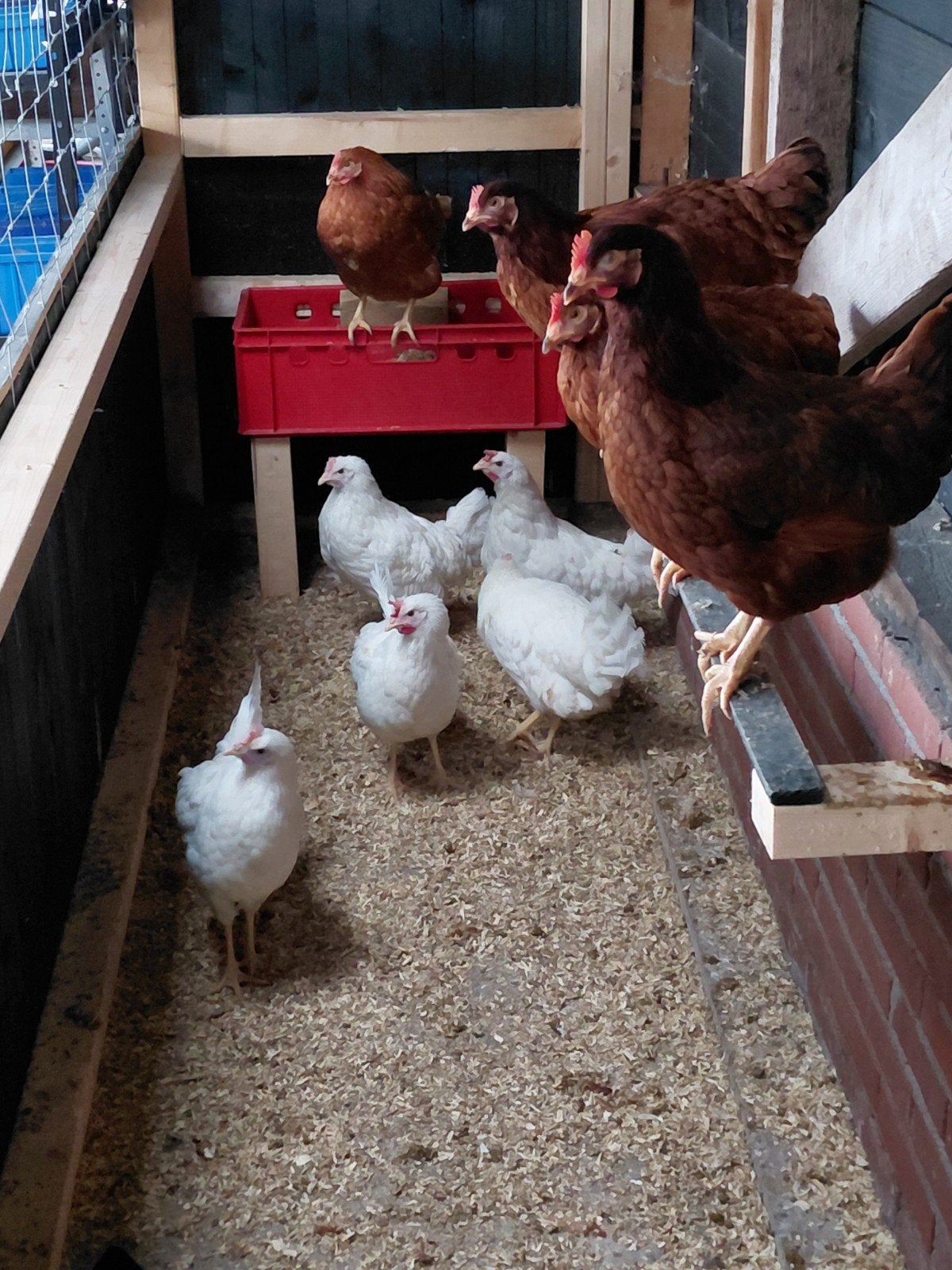 Te koop: Witte leghorns, Dieren en Toebehoren, Ophalen, Kippenhok of Kippenren