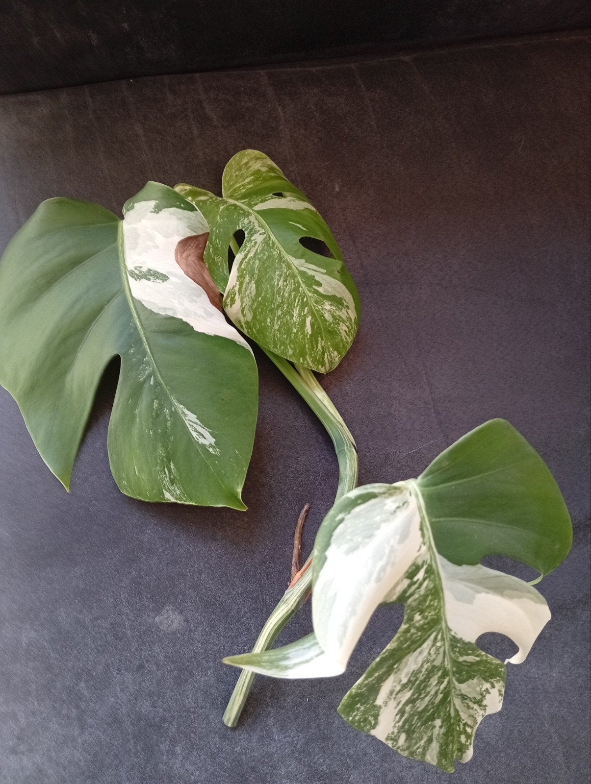Monstera variegata stek, Ophalen, Halfschaduw, Minder dan 100 cm