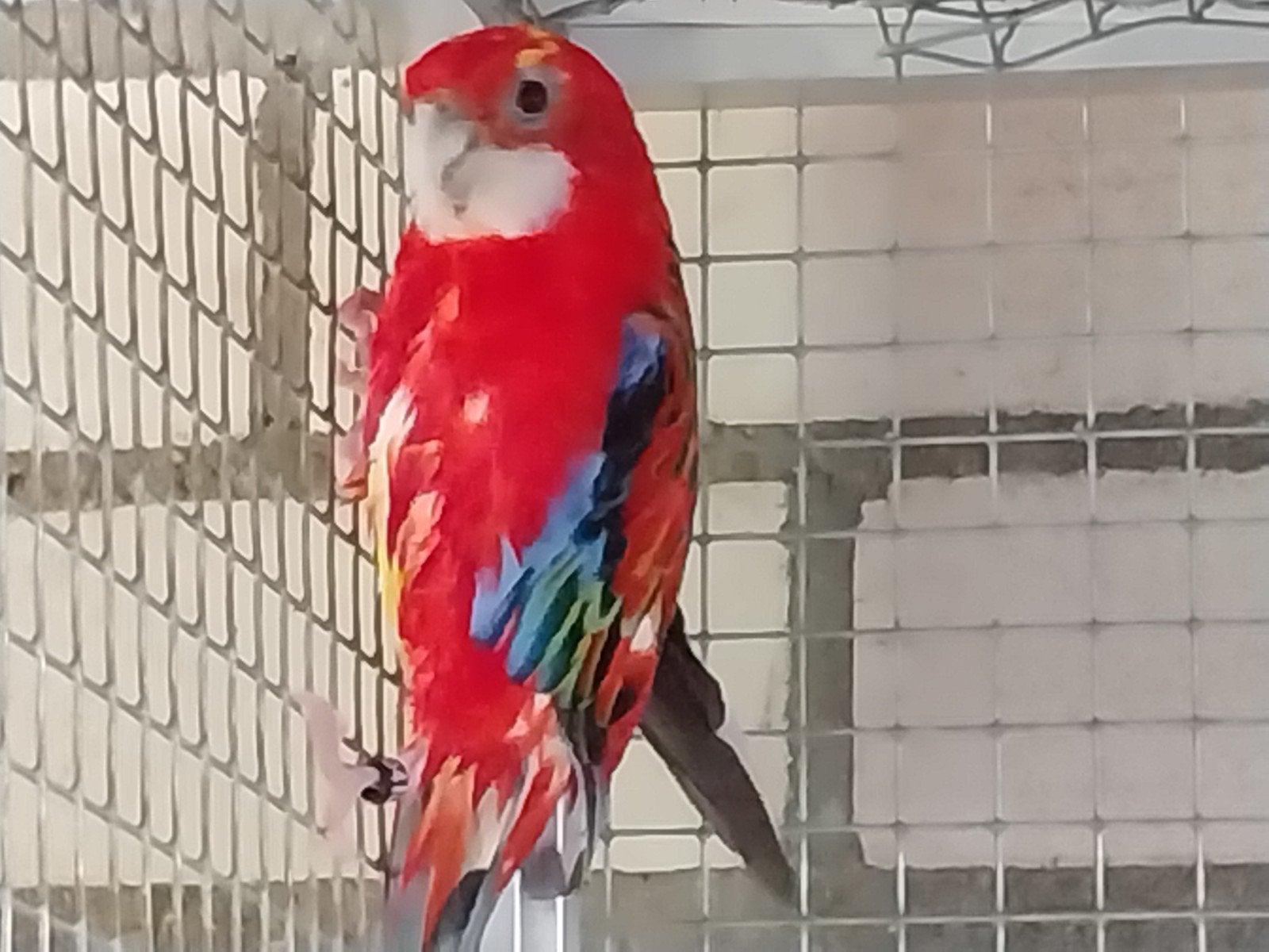 Te koop 3 koppels rosella's, Dieren en Toebehoren, Meerdere dieren, Parkiet, Geringd