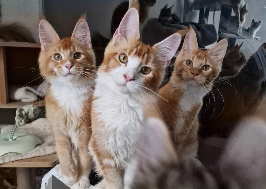 Maine coons met stamboom, Dieren en Toebehoren, Katten en Kittens | Raskatten | Langhaar, Meerdere dieren, Met stamboom, 0 tot 2 jaar
