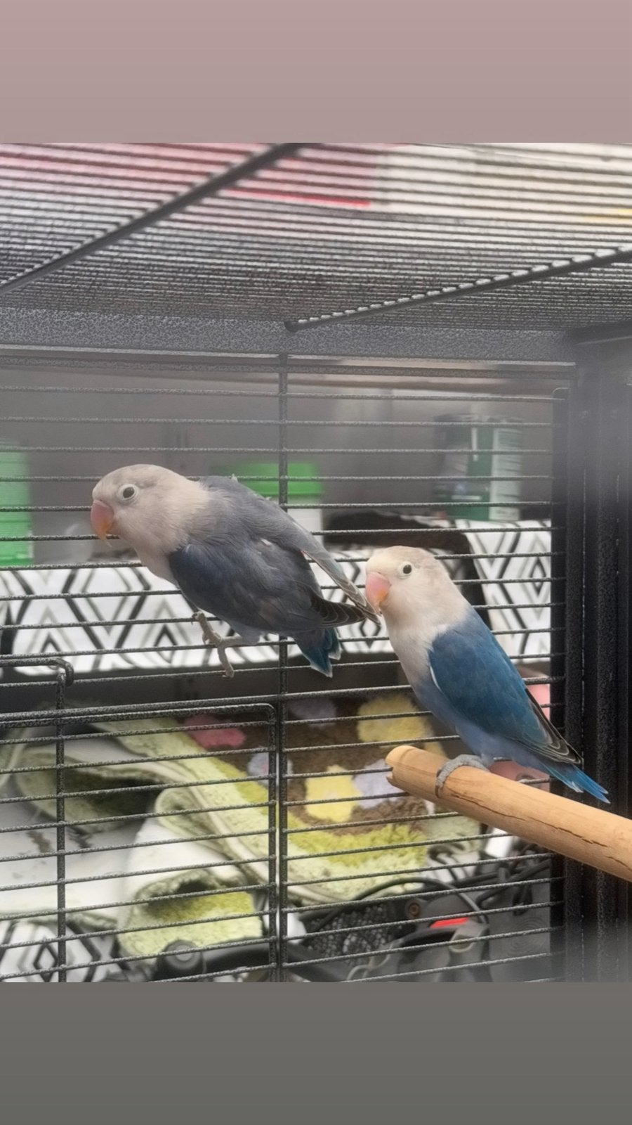 2 mooie dwergpapegaaien, Geslacht onbekend, Dwergpapegaai of Agapornis, Geringd