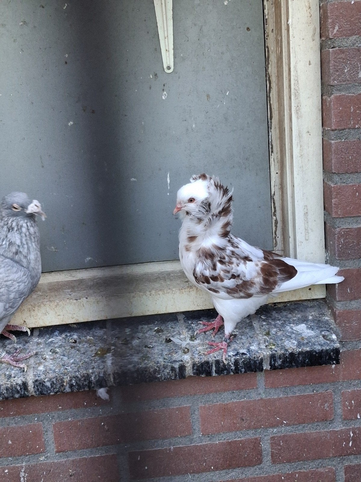 meerdere jongen oud Hollandse kapucijners te koop
