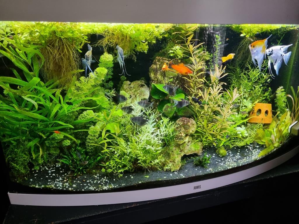 Titel: Prachtige Juwel Vision 260 LED (121 cm) – Compleet aq, Dieren en Toebehoren, Vissen | Aquaria en Toebehoren, Ophalen, Inclusief vissen