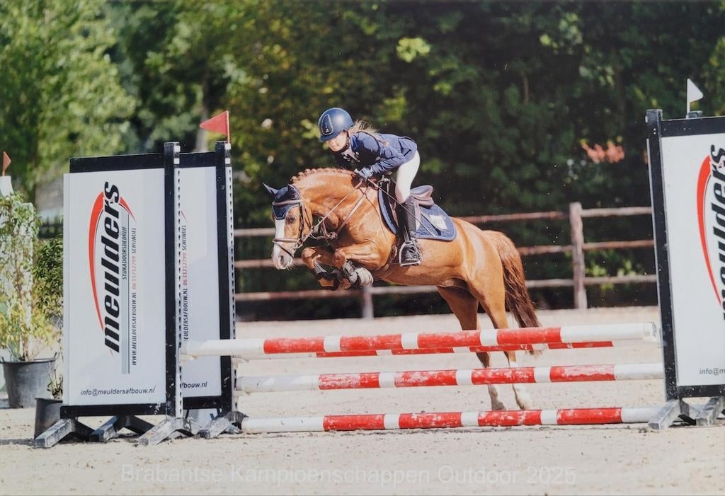 Allround schoolmaster / prijzenpakker, dressuur, springen, Dieren en Toebehoren, Pony's, Merrie, Met stamboom, Dressuurpony, M