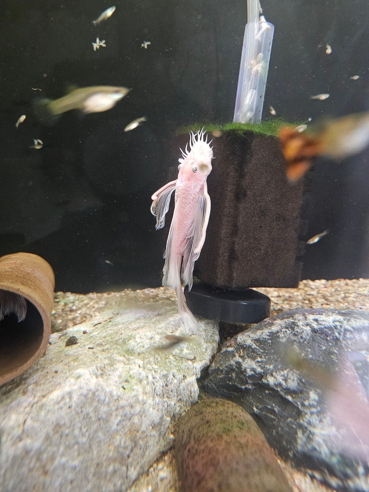 Snow White Ancistrus Longfin (ca. 3,5 cm) -algeneter, Dieren en Toebehoren, Vis