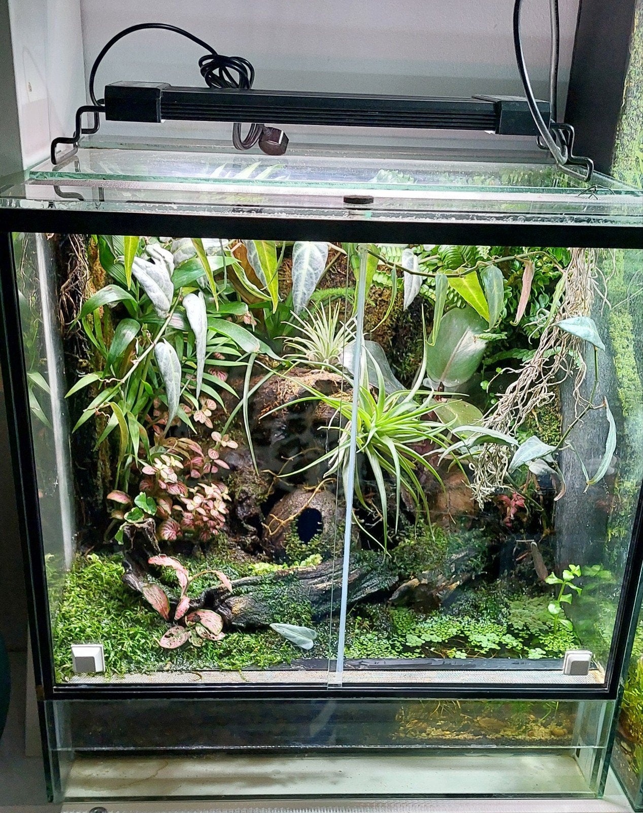 Terrarium / paludarium, Ophalen
