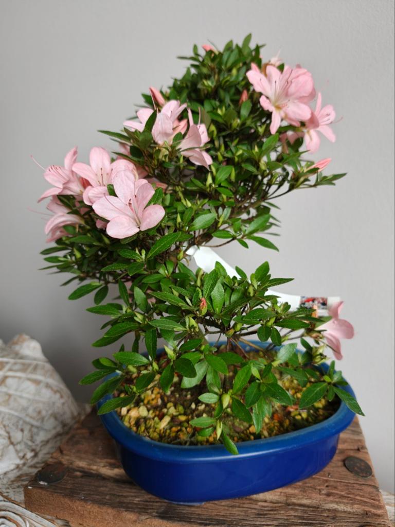 Satsuki Azalea Nikko bonsai, Bloeit niet, Halfschaduw, Minder dan 100 cm, Overige soorten