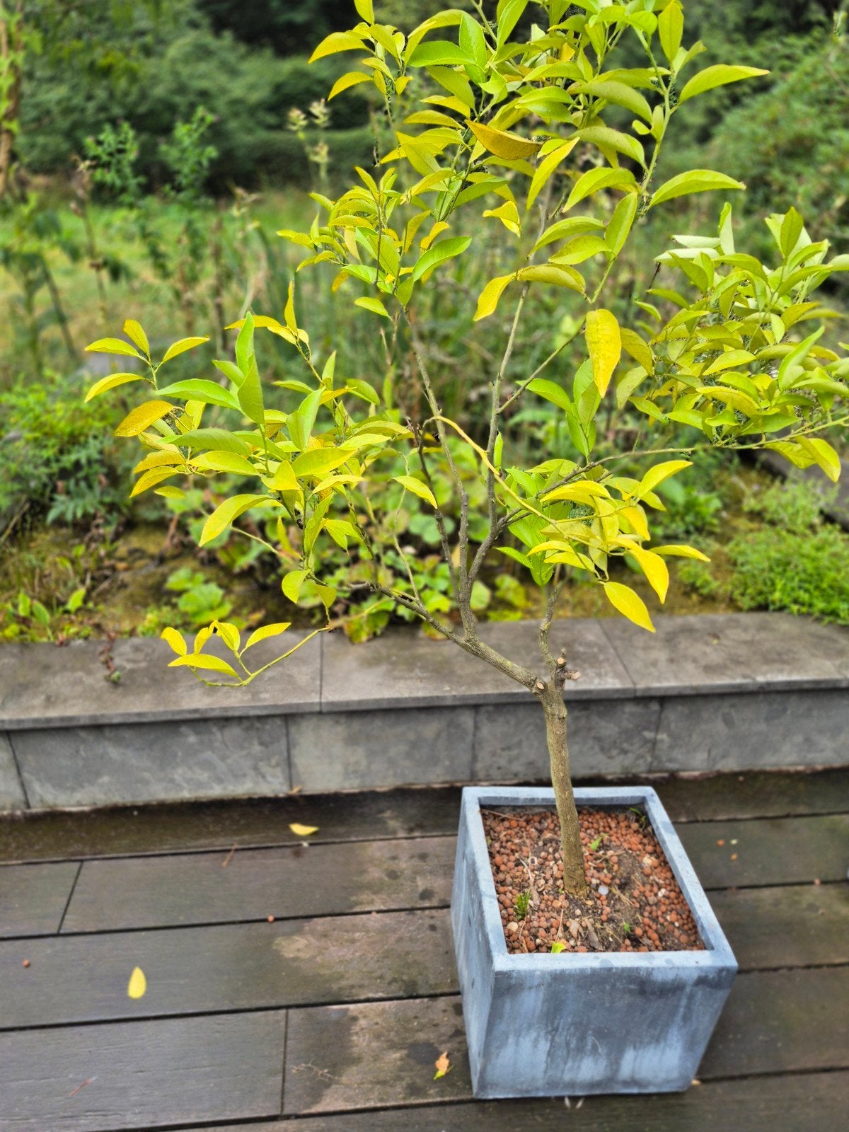 Sinaasappelboom, Ophalen, Overige soorten, Volle zon