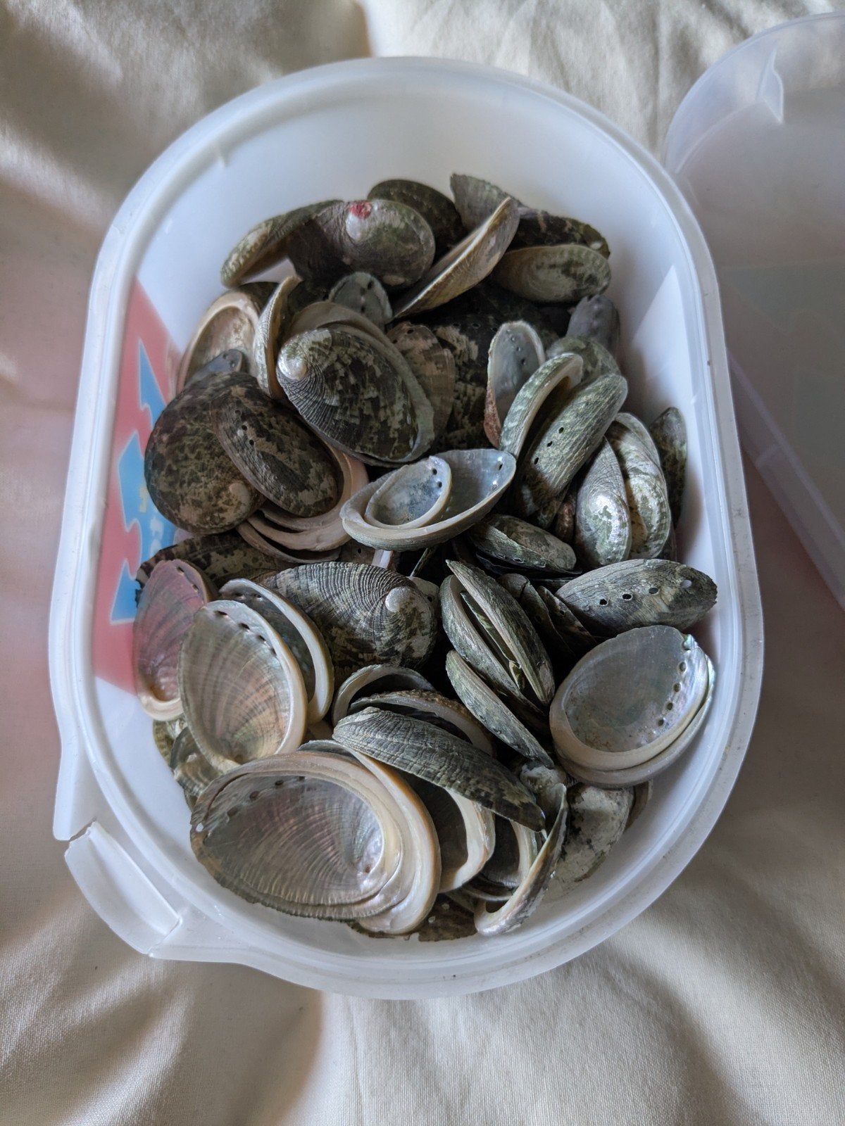 Gratis! Bakje vol met decoratie schelpen - knutsel DIY, Hobby en Vrije tijd, Ophalen, Zee en Strand, Grijs, Knutselmateriaal