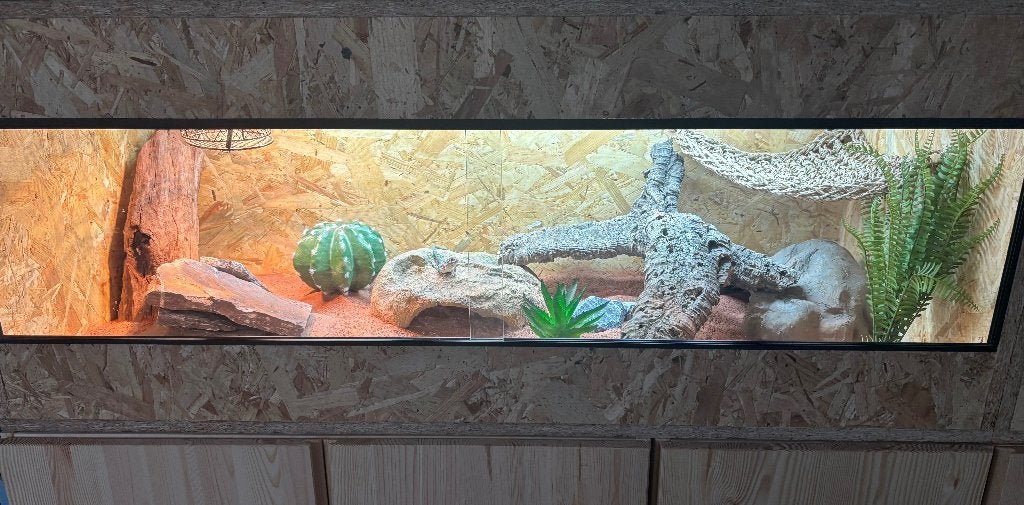 Halsbandleguaan wichita mountains +osb terrarium+toebehoren, Dieren en Toebehoren, Ophalen, Zo goed als nieuw, Terrarium of Paludarium