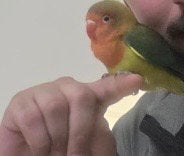 Mega tamme agapornis, Mannelijk, Dwergpapegaai of Agapornis, Tam