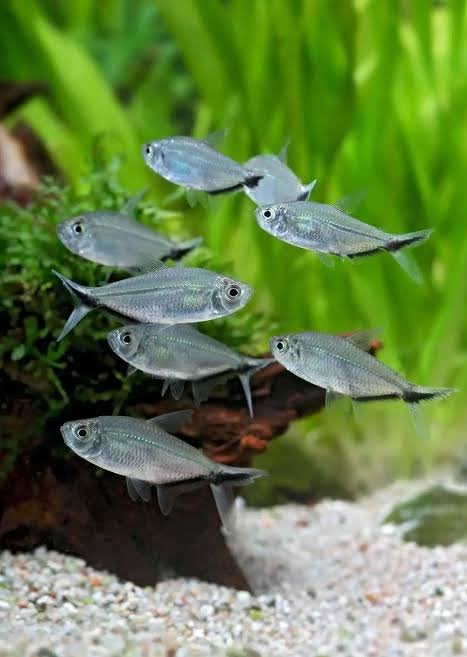 Blackline tetra, Vis