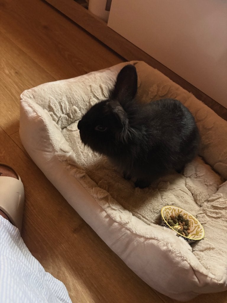 rabbit with a cage, Mannelijk, Middelgroot, 0 tot 2 jaar