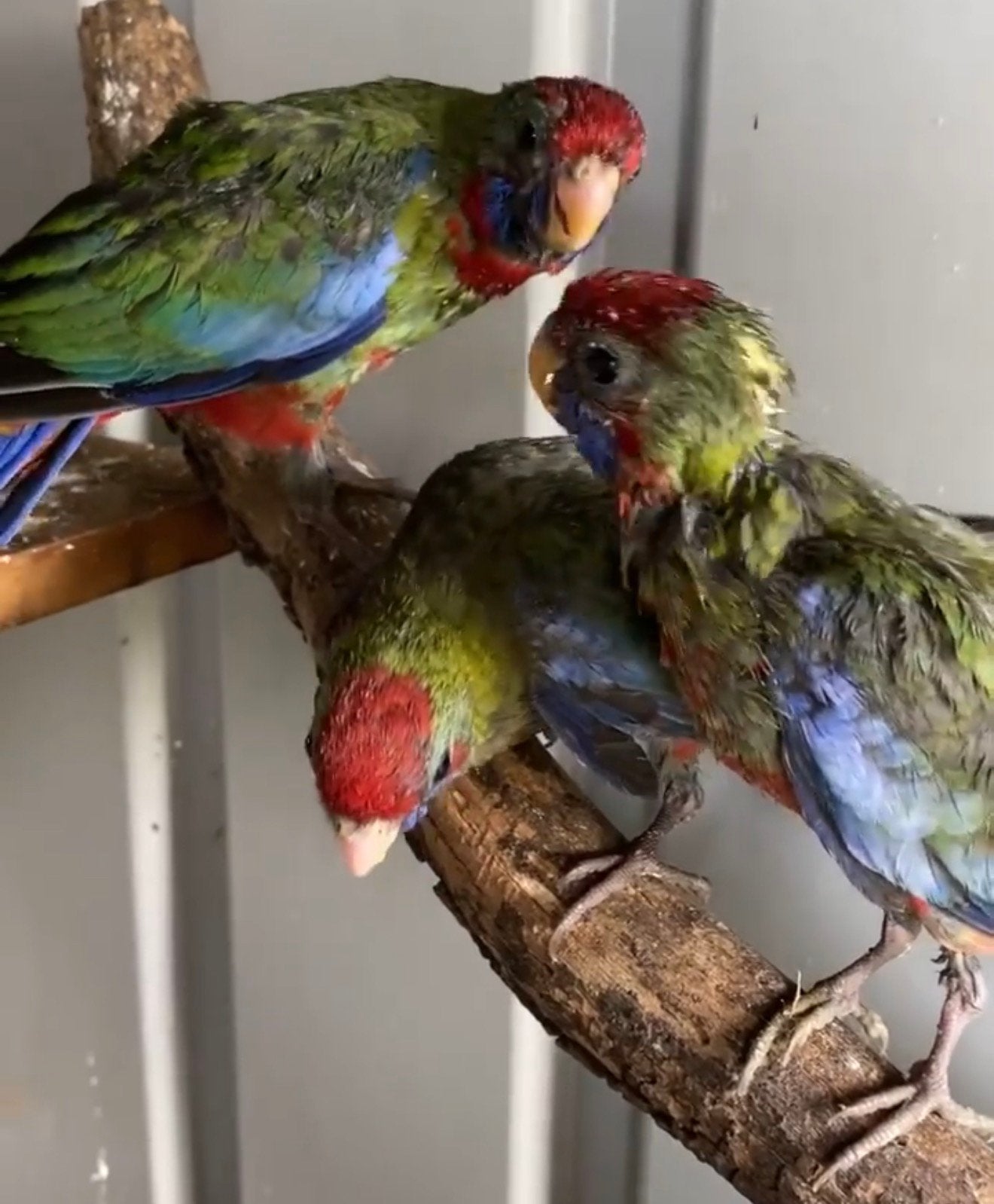 rossela parkieten in diverse soorten & kleuren